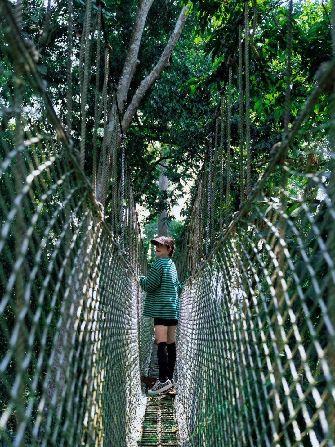 西双版纳·小众旅行线路探秘热带雨林望天树